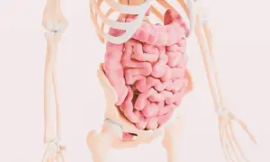 Anatomia jelit, kluczowa dla zrozumienia, celiakia co to jest. Widok układu pokarmowego w szkielecie.