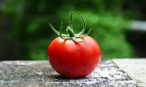 Czerwony pomidor na kamiennym blacie, idealny do zdrowej diety. Niskie pomidor kcal, wysoka zawartość witamin.