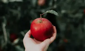 Dłoń trzymająca czerwone jabłko z listkiem na tle zielonych liści.