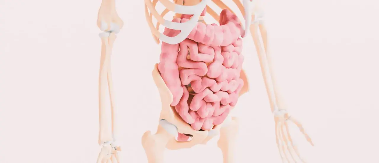 Anatomia jelit, kluczowa dla zrozumienia, celiakia co to jest. Widok układu pokarmowego w szkielecie.