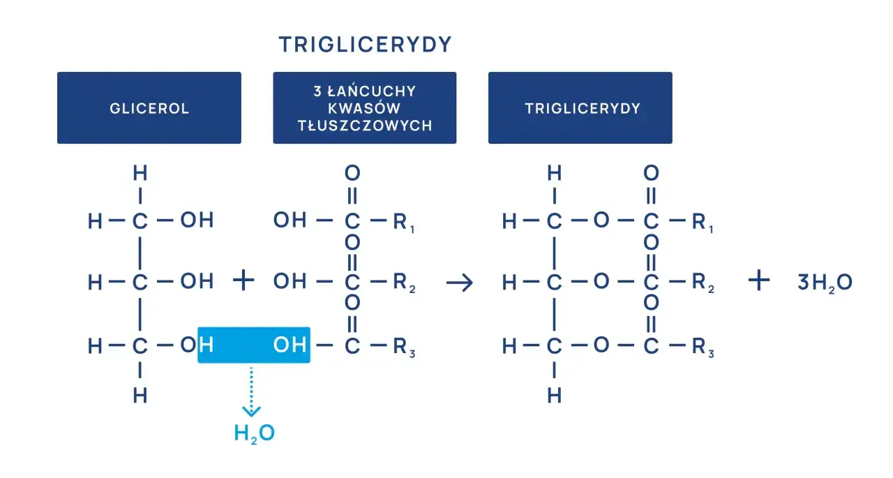 Schemat syntezy trójglicerydów z glicerolu i kwasów tłuszczowych. Norma trójglicerydów u dorosłych jest kluczowa dla zdrowia.