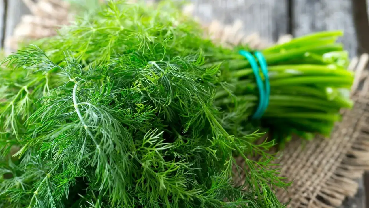 Pęczek świeżego koperku, który jest zdrowy i aromatyczny, leży na lnianym płótnie.