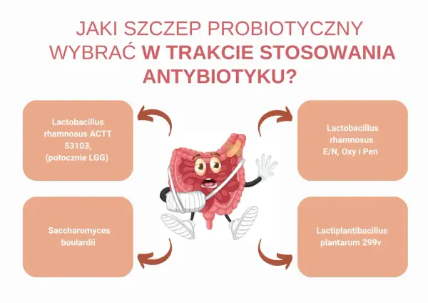 Jaki probiotyk na co wybrać podczas antybiotykoterapii? Grafika pokazuje jelita w opałach i propozycje szczepów probiotycznych.